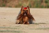 YORKSHIRE TERRIER 555